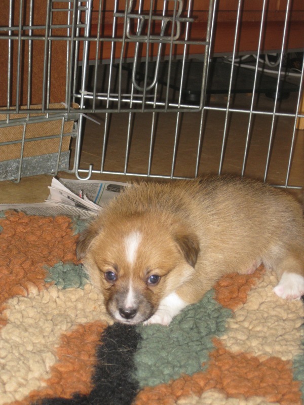Puppies